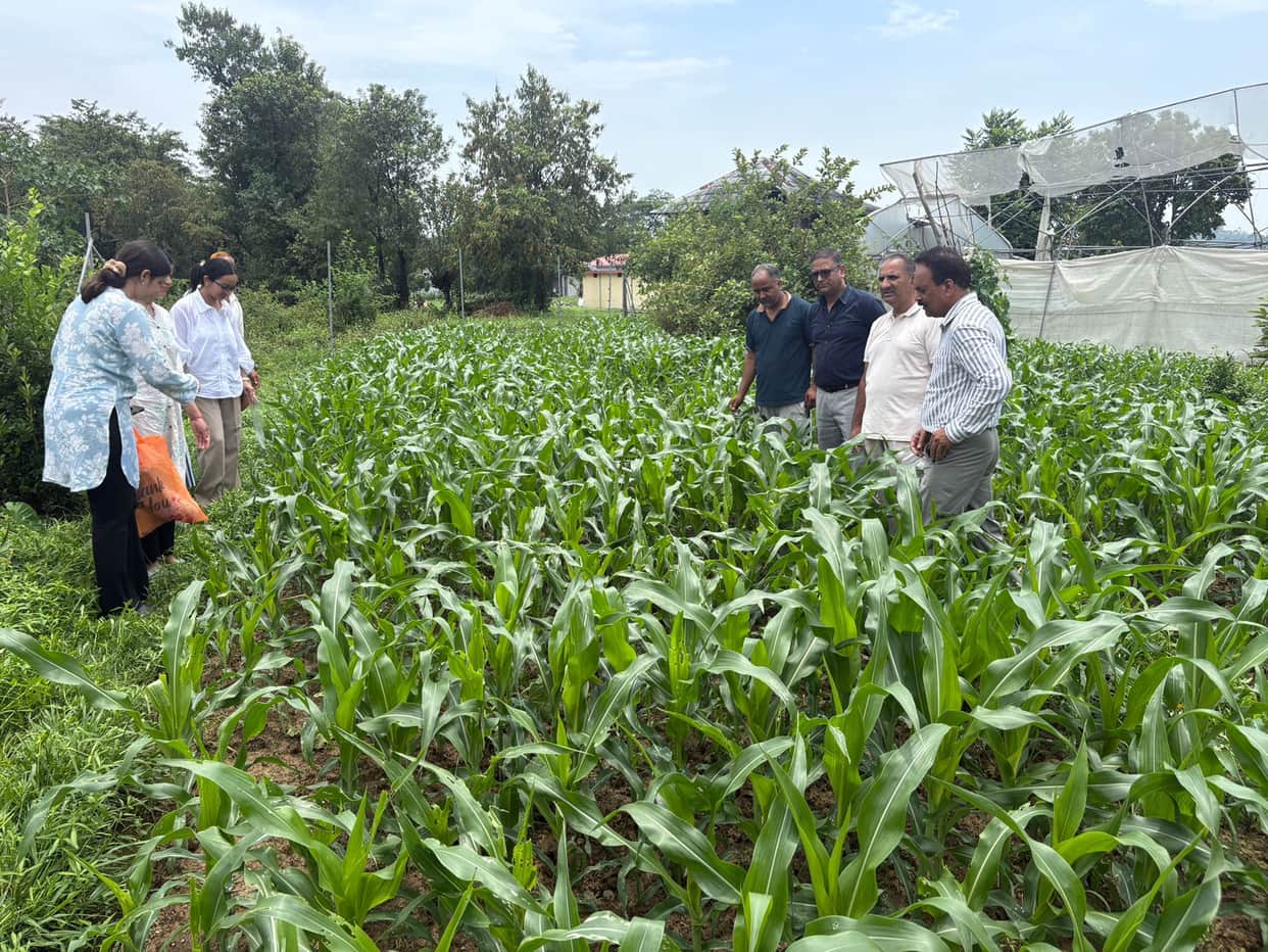 Department on alert over rising Fall Armyworm infestation; experts visit fields.