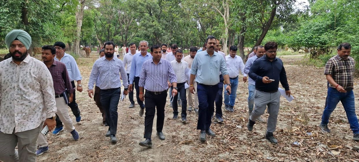 LDA to transplant 8,000 trees instead of felling them