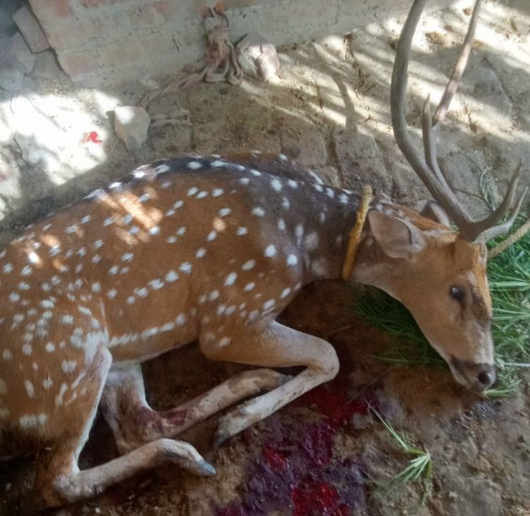 Swamp deer injured in dog attack; villagers save it