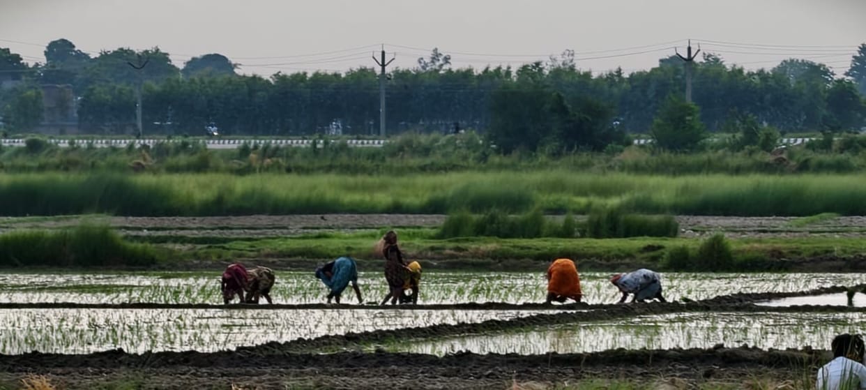 Only 12 millimeters of rain in the past eight days, so far just 20% of rice has been transplanted