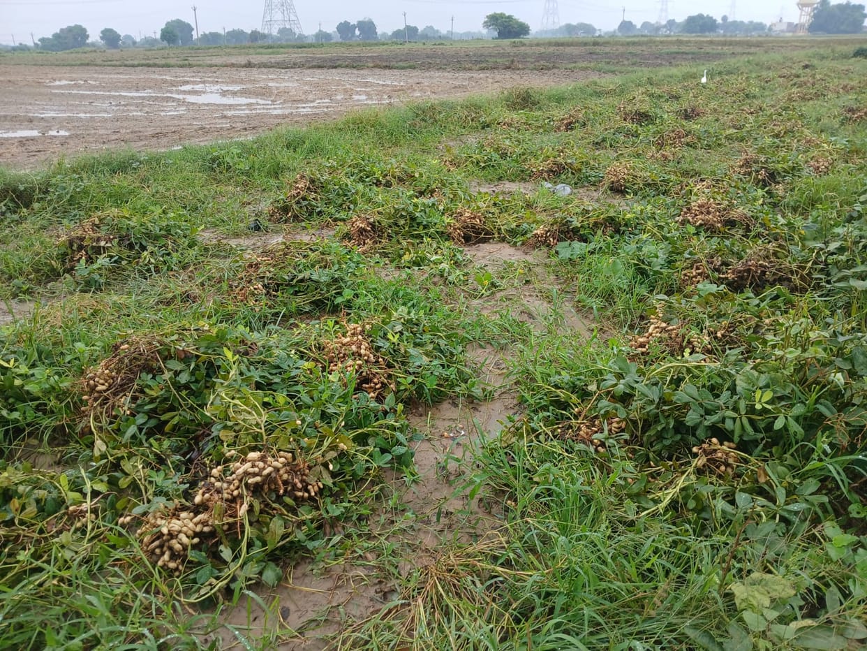 Rain puts groundnut crop at risk; farmers' concerns mount.