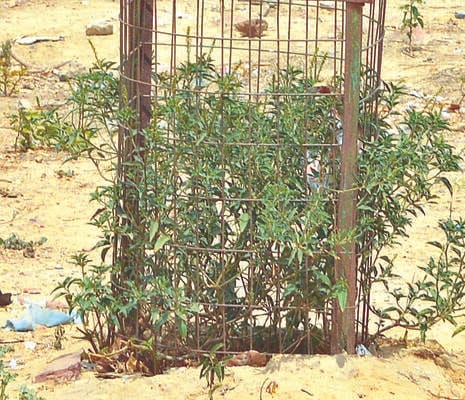 'Green Mega-Yajna' on July 12: 23.45 lakh saplings to be planted.
