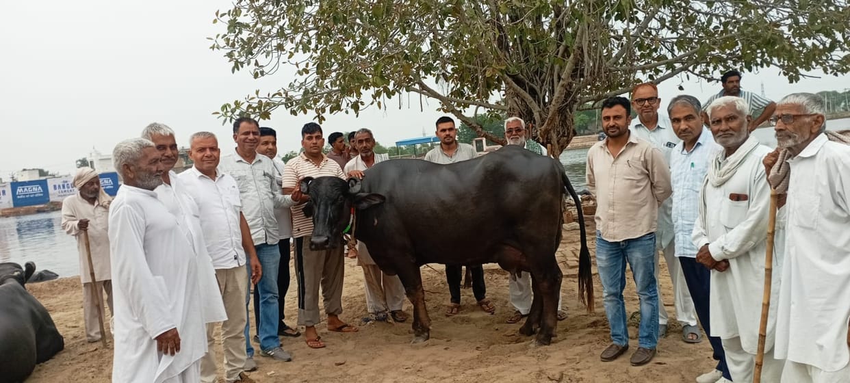 Naresh's buffalo won 30,000 by yielding 23 kg of milk