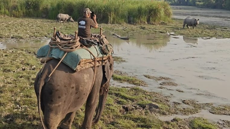The total number of rhinos in Dudhwa has reached 53.