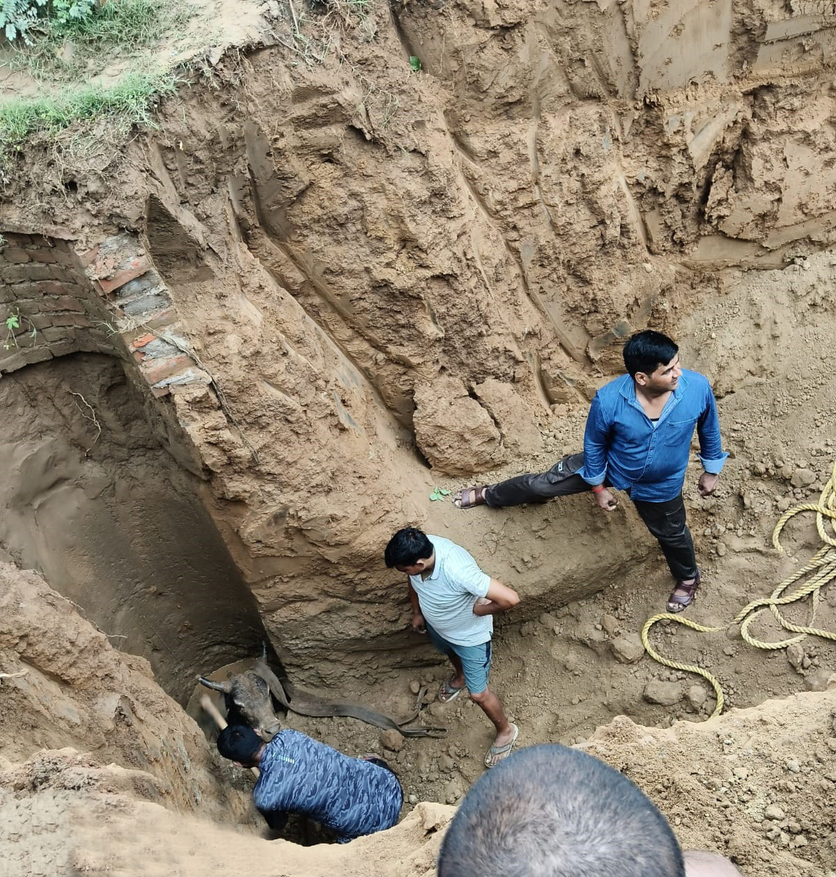 Bull falls into 20 feet deep well while fighting