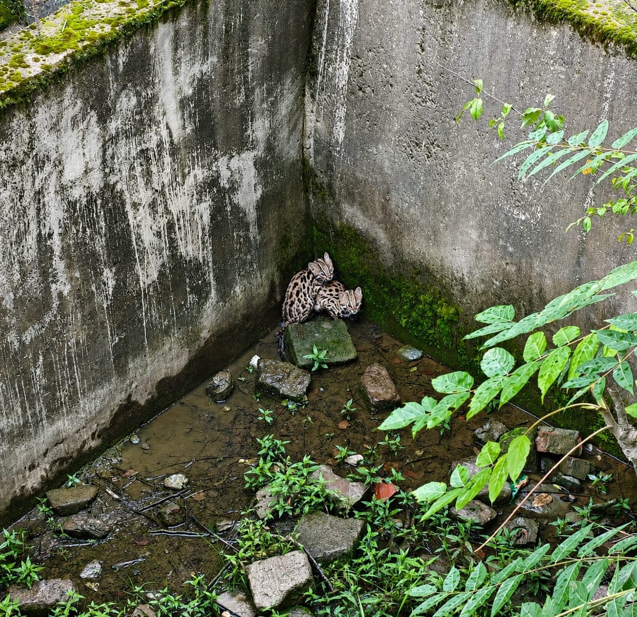 Forest Department rescues two leopard cat cubs from a tank.