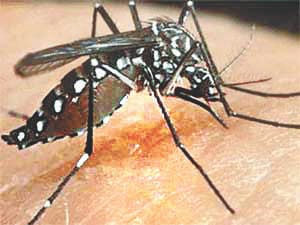 Risk of Dengue and Malaria rises; fogging operations still in limbo