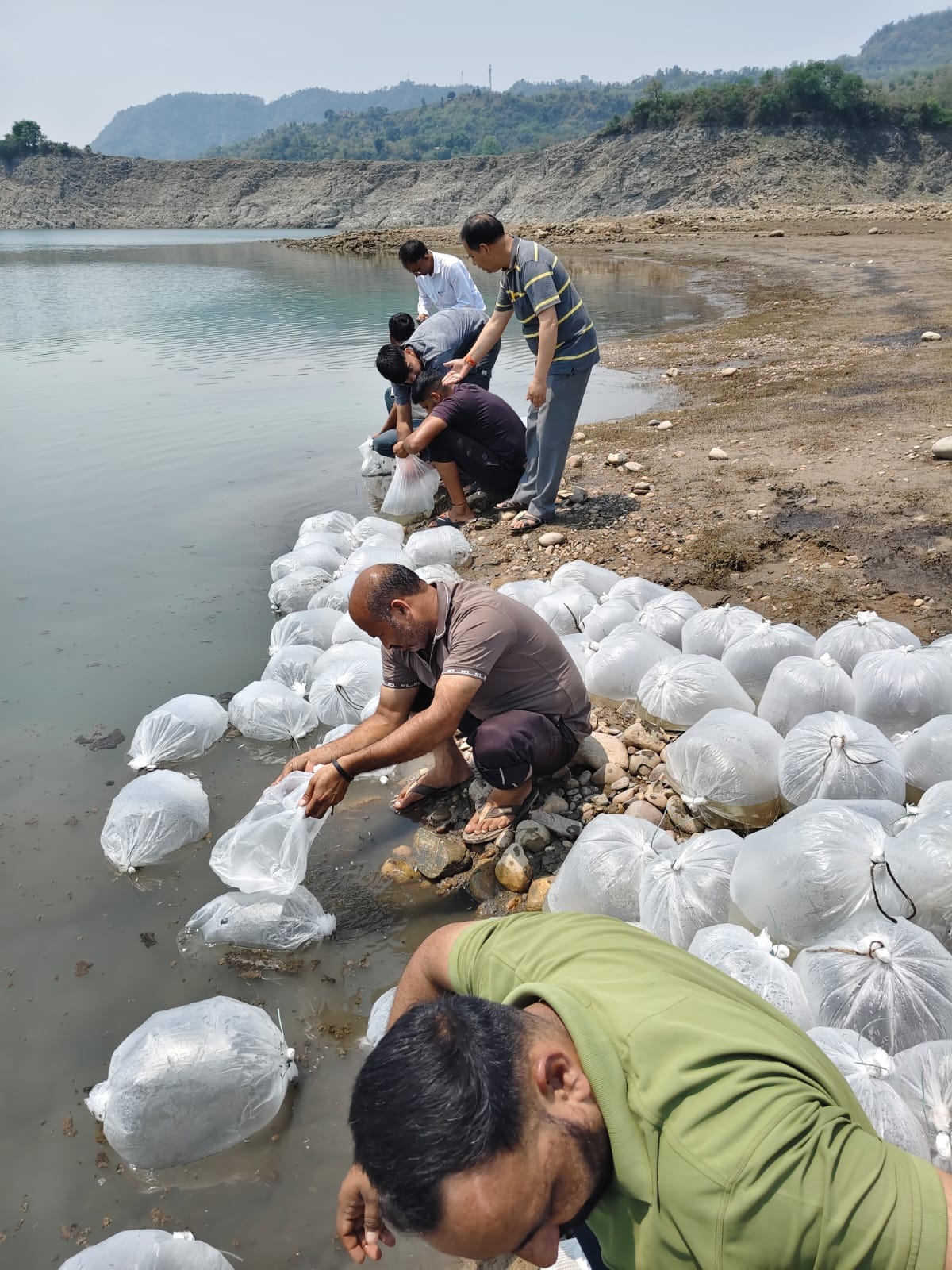 Fish farming in Gobind Sagar set to rise again; over 7.04 lakh fish seeds released into the reservoir.