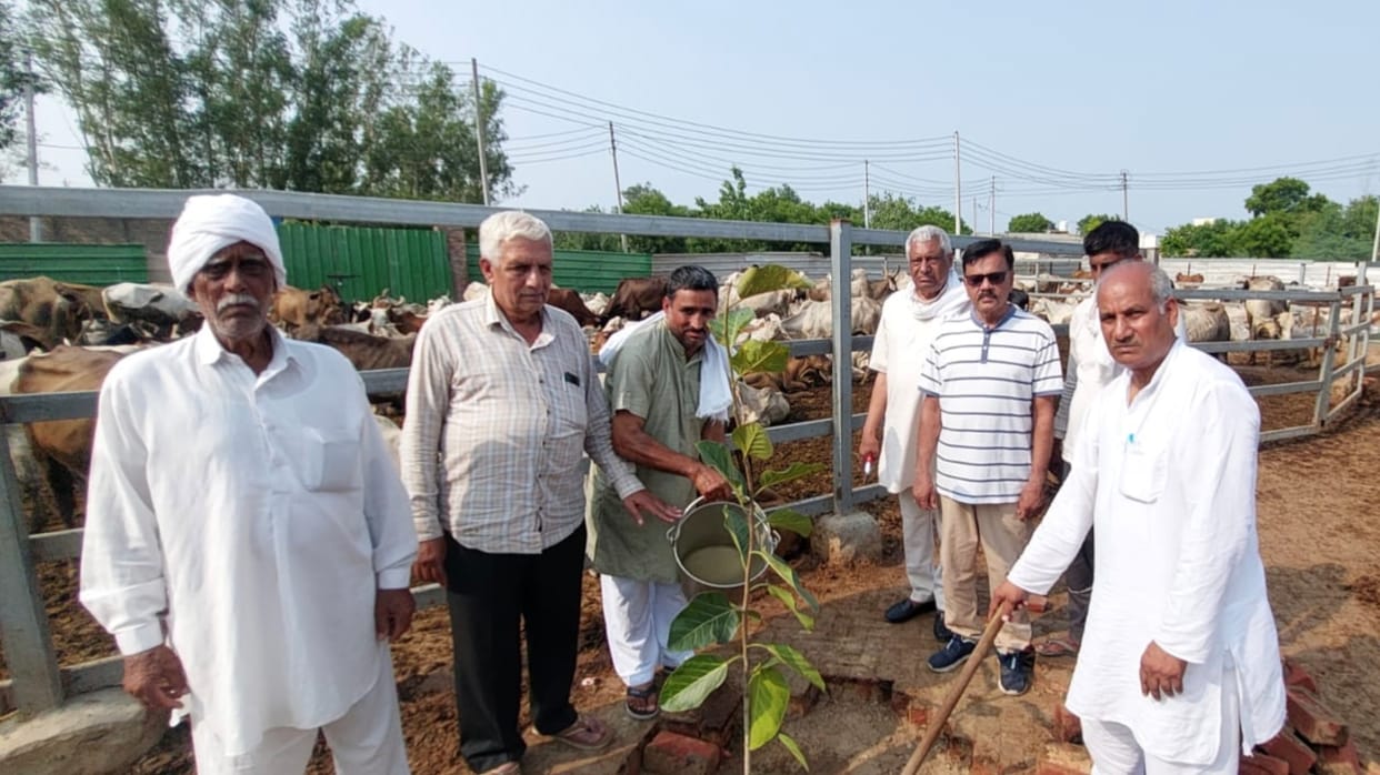 11 saplings planted at the cowshed on Yogini Ekadashi; a message of environmental conservation alongside cow service.