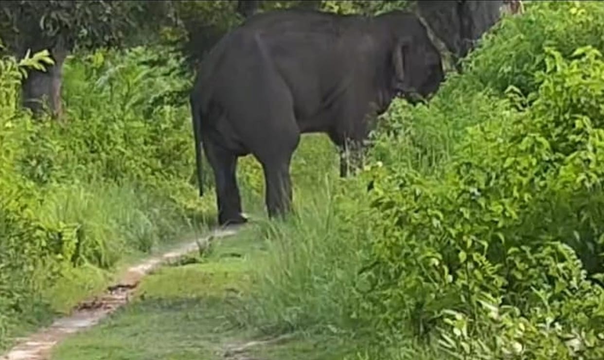 Tusker blocks path; traffic stalled for an hour and a half.