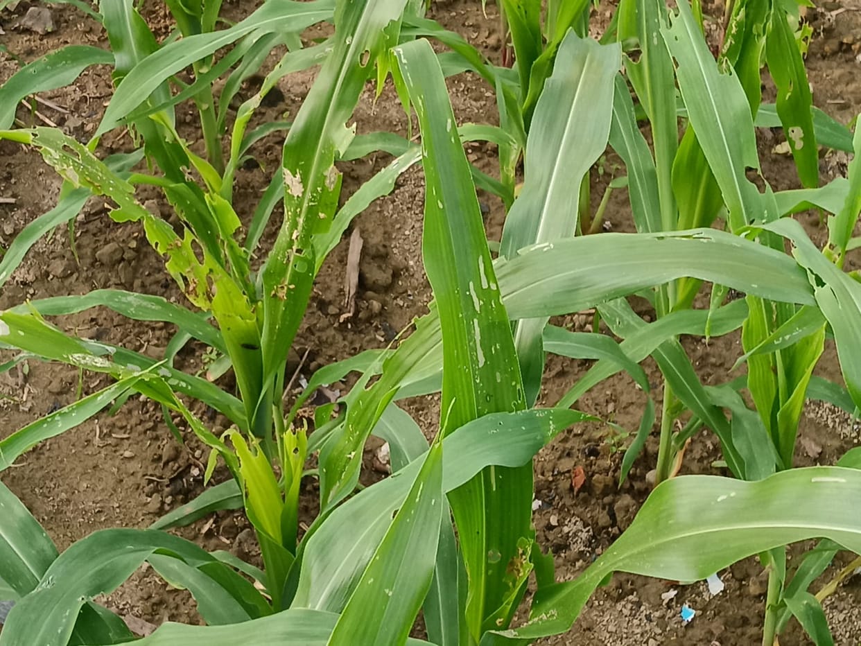 Caterpillar infestation ravages maize crops in Kharyalta and Deehar panchayats.