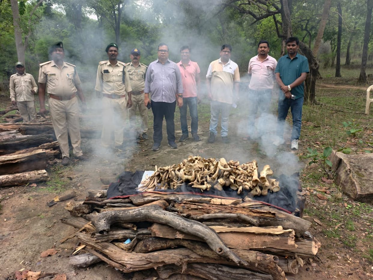 Tiger Skeleton Suspected in Bandhavgarh, NTCA Protocol Followed During Investigation