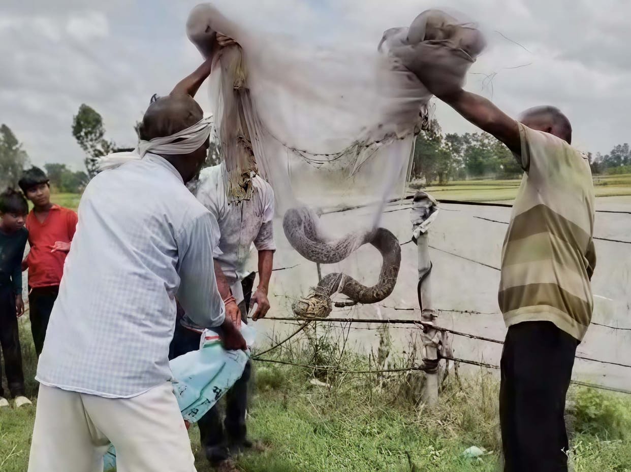 A two-meter-long python was released into the forest.