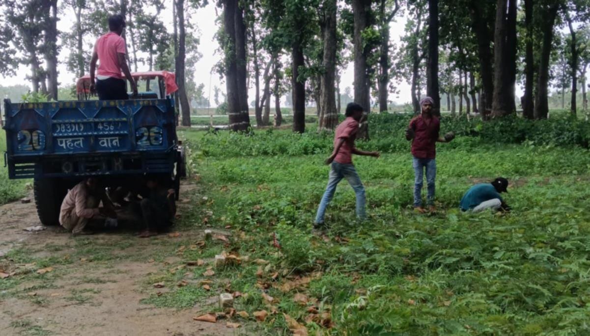 Lifting of plants begins without relocation; villagers demand an inquiry.