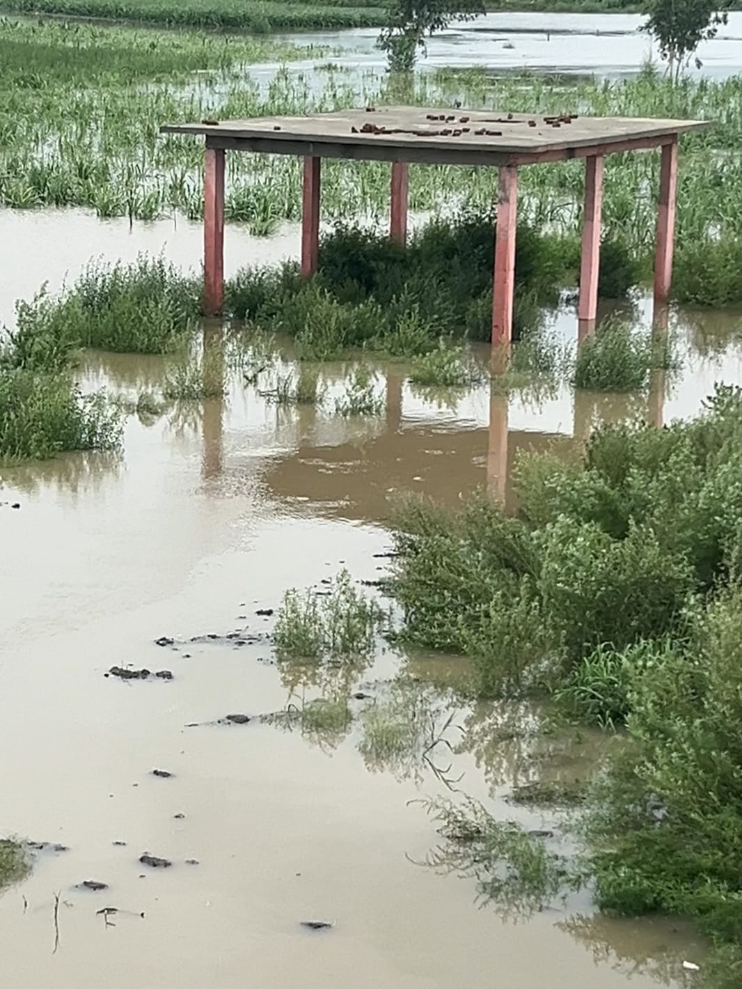 Rising water levels in the Hindon submerge fields; crops at risk.