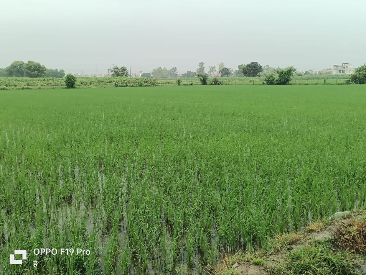 Rain disrupts normal life, waterlogging and mud become a problem
