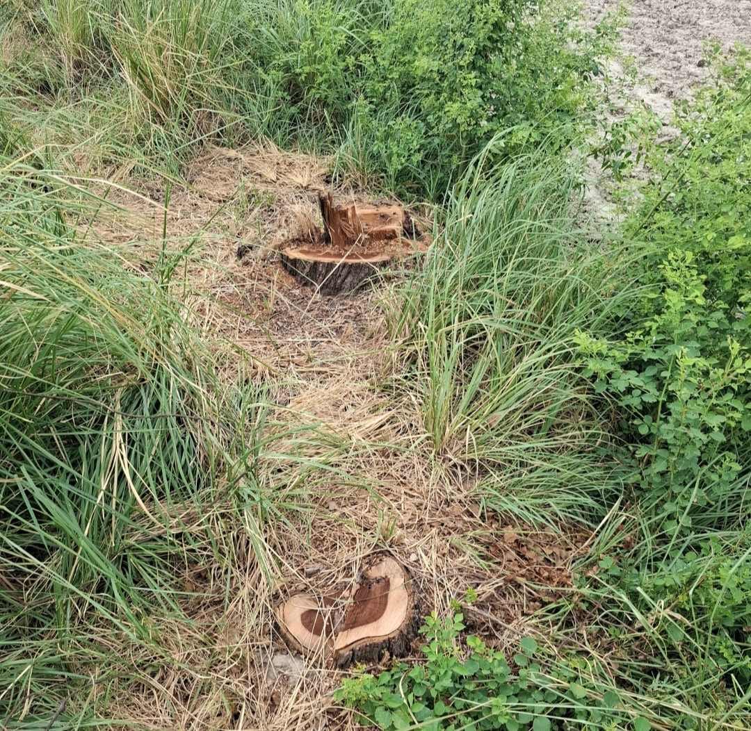 FIR filed in Pursudi for cutting 15 banned green trees