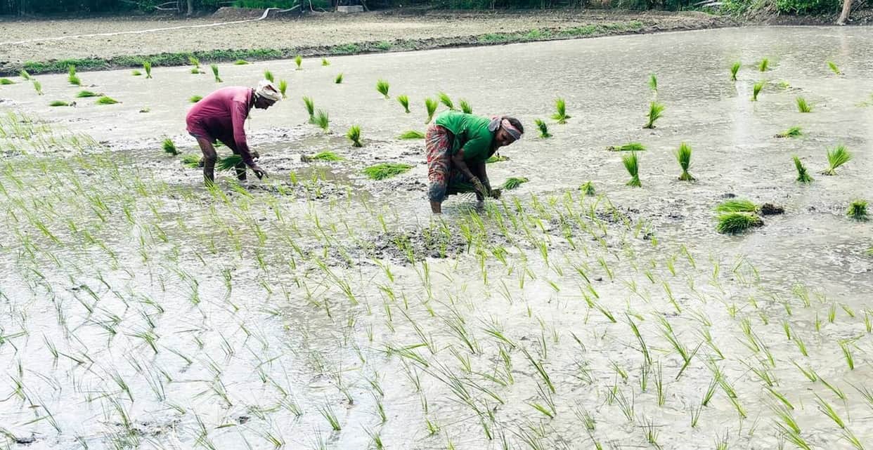 Three days of rain has made the weather pleasant, and paddy planting has picked up pace