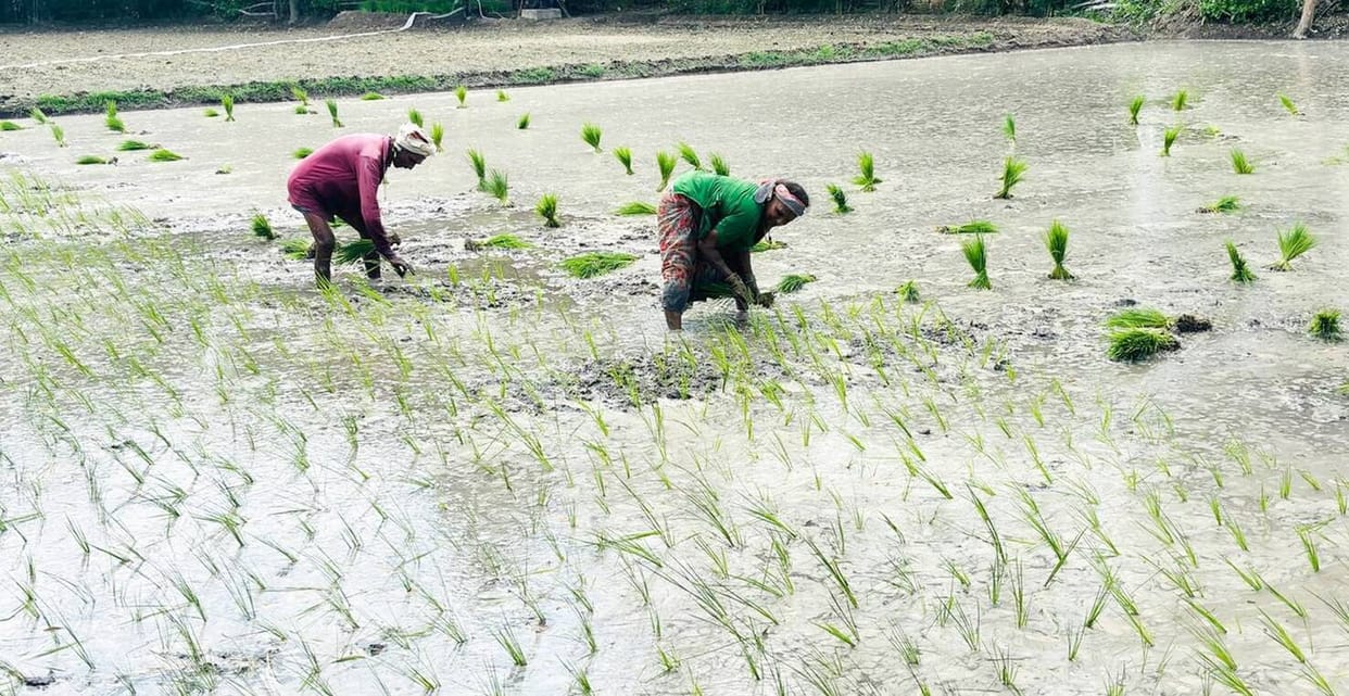 Three days of rain has made the weather pleasant, and paddy planting has picked up pace
