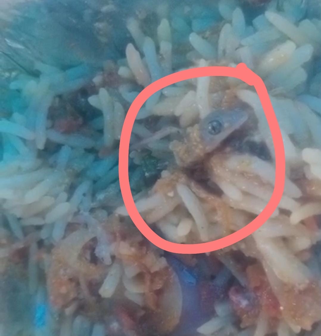 Video of lizard head found in veg biryani goes viral, anger among people