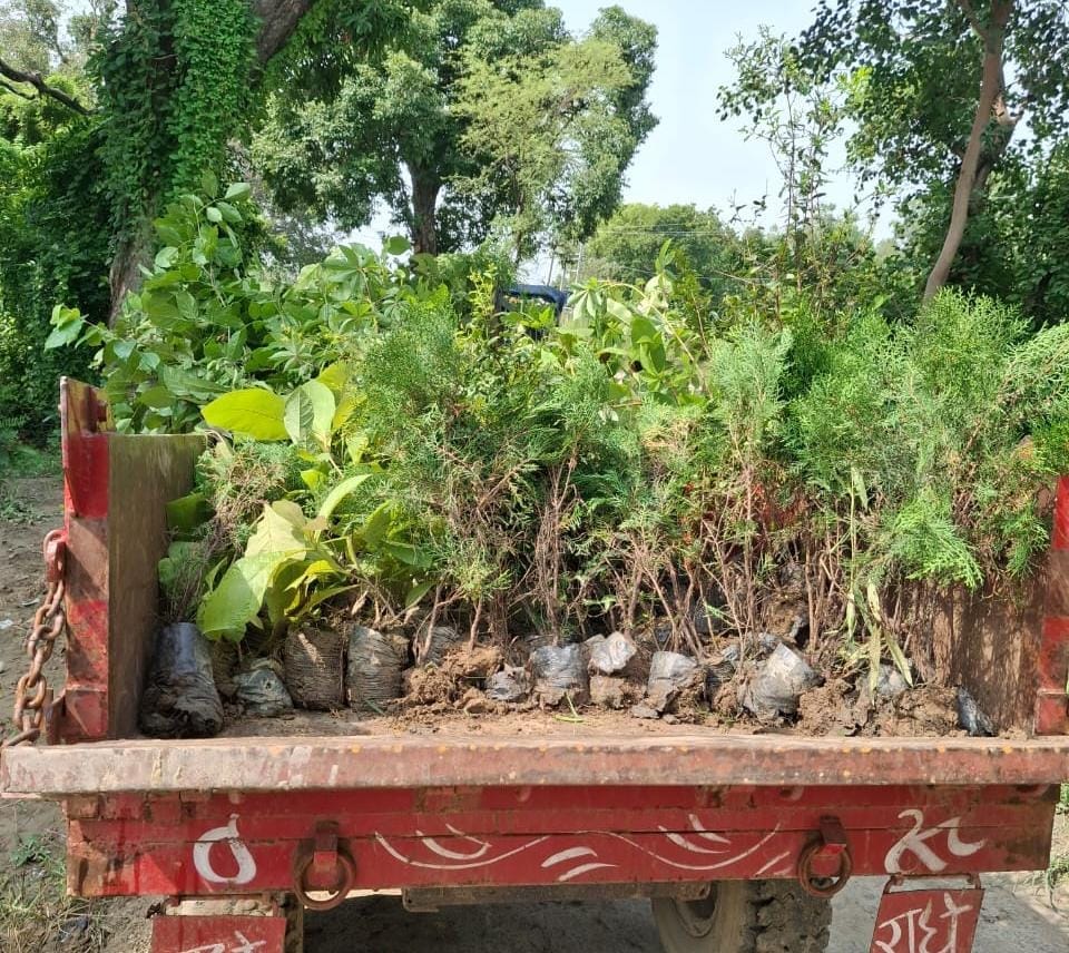 Mass Tree Plantation Drive: 22.74 lakh saplings to be planted in the district today.