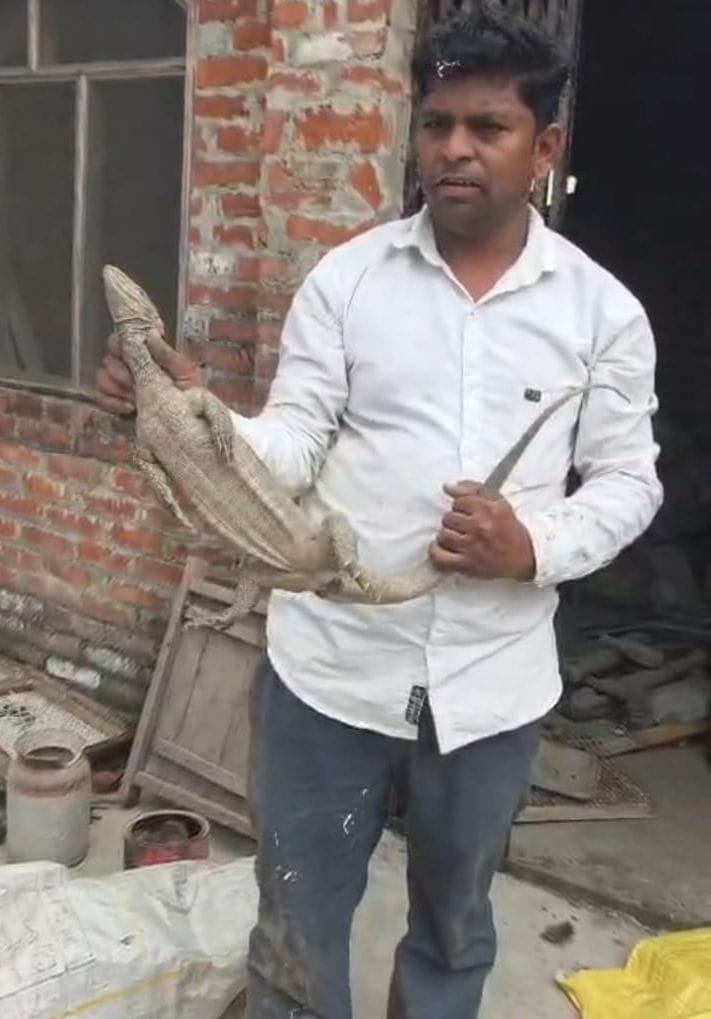 Monitor lizard enters house, rescued safely