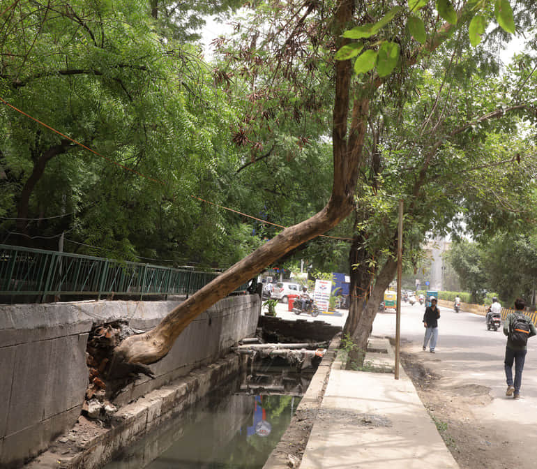 Leaning trees in the sectors could cause accidents.