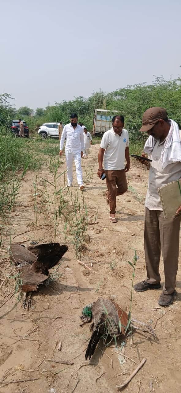 Death of five peacocks, wildlife department team busy figuring out the reason