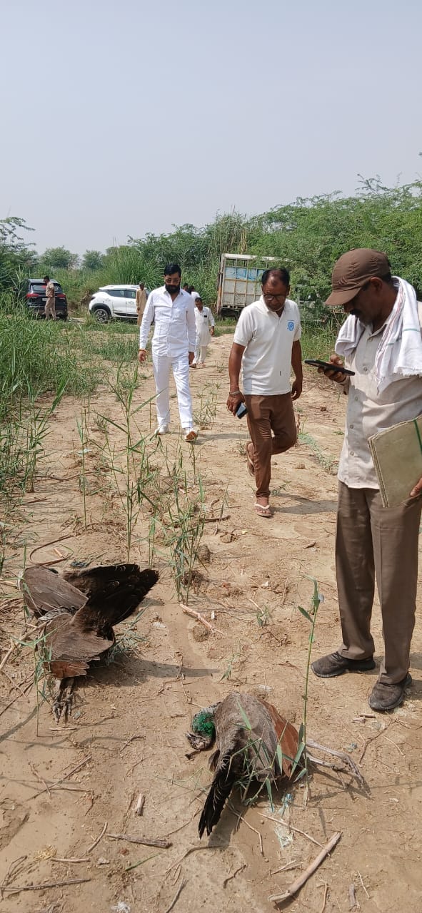 Death of five peacocks, wildlife department team busy figuring out the reason