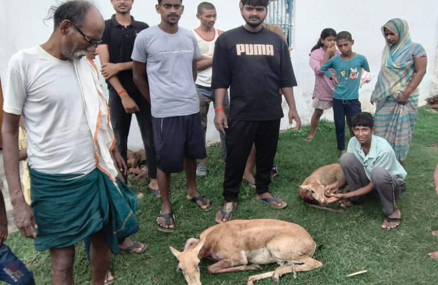Villagers saved the lives of two deer cubs
