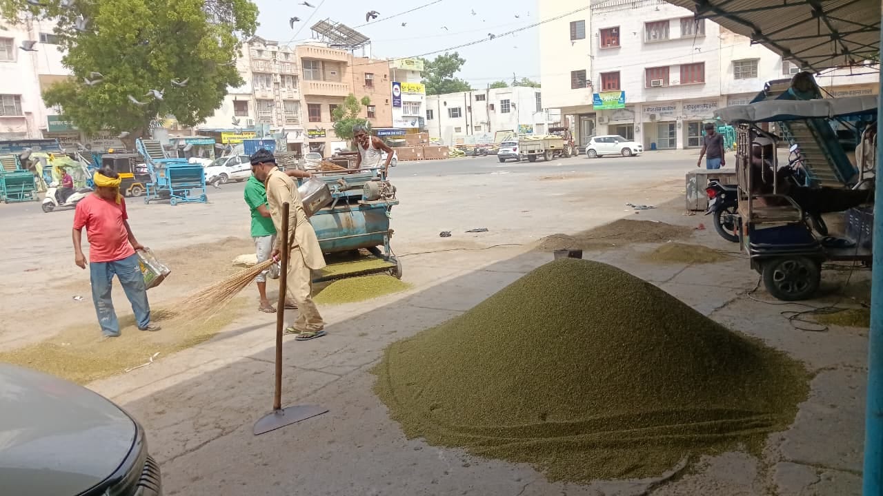 शहर की पुरानी अनाज मंडी में पहुंची मूंग की फसल। संवाद