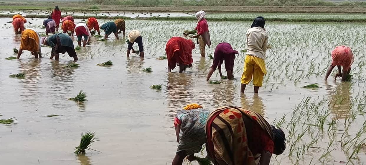 Heavy rains leave fields brimming; paddy transplantation gathers pace.
