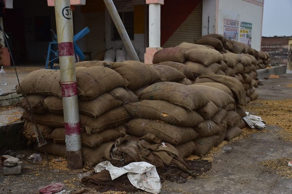Farmers' maize soaked by rain at Dhanipur Mandi