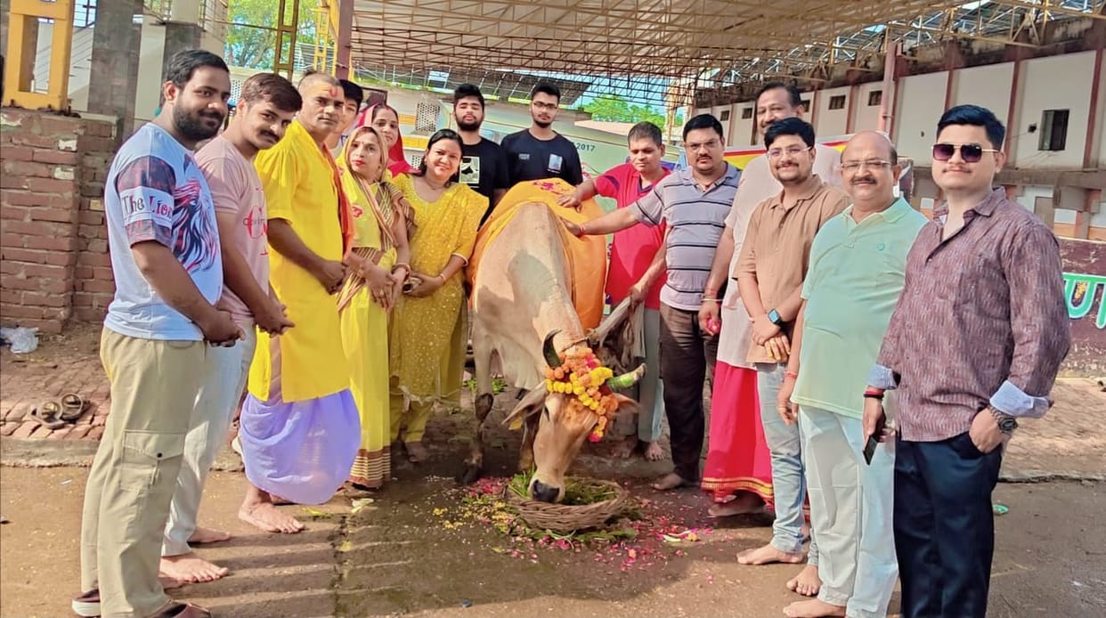 Cow service on Yogini Ekadashi