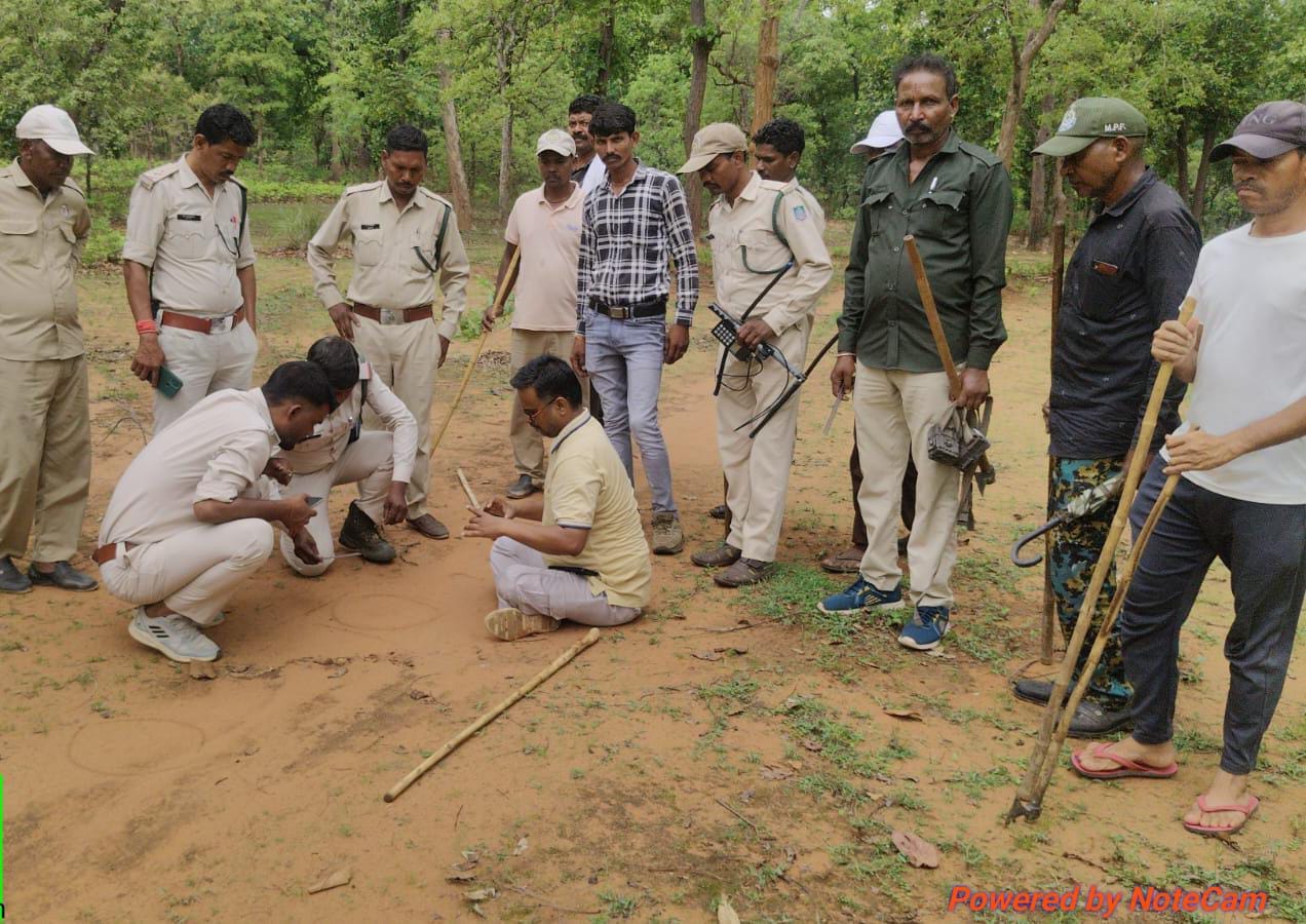 15 दिन बाद सुरक्षित मिली कॉलर वाली बाघिन।