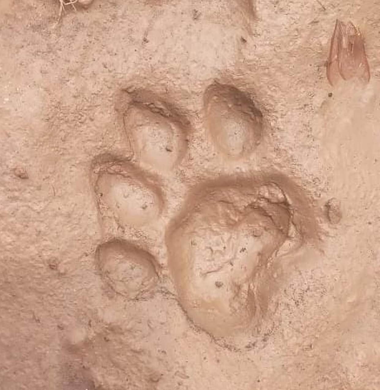 Leopard snatched a dog from a Shani temple; it was found dead 100 meters away.