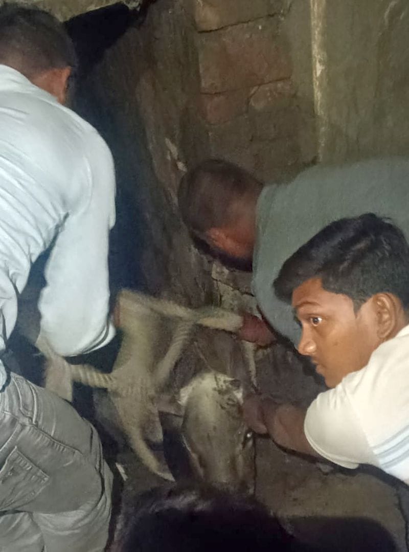 Cow falls into open drain; rescued after three hours.