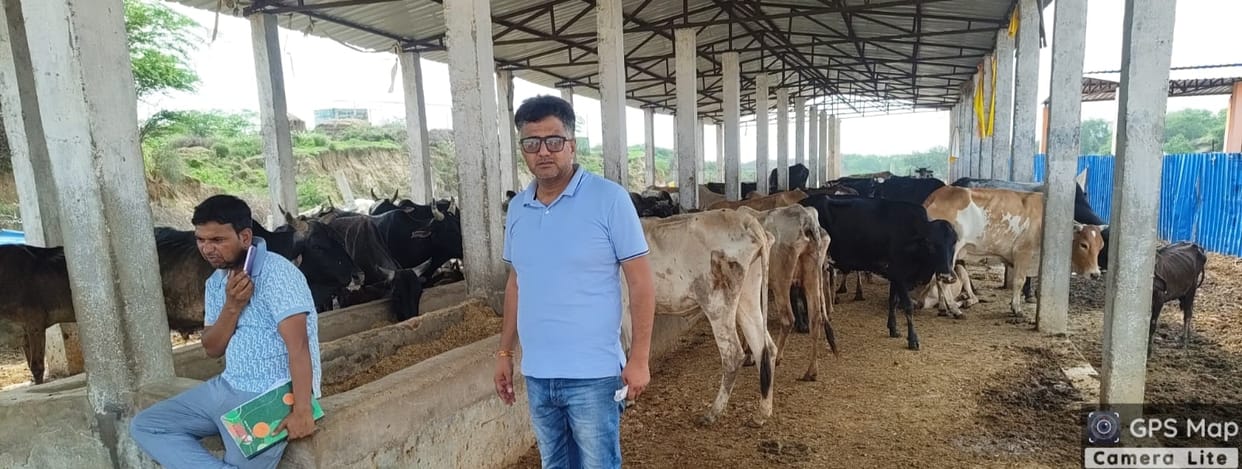 Piles of filth at Mevli Kalan Gaushala; cows sick.