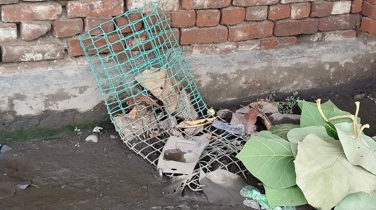 New plants were planted, old ones were found abandoned