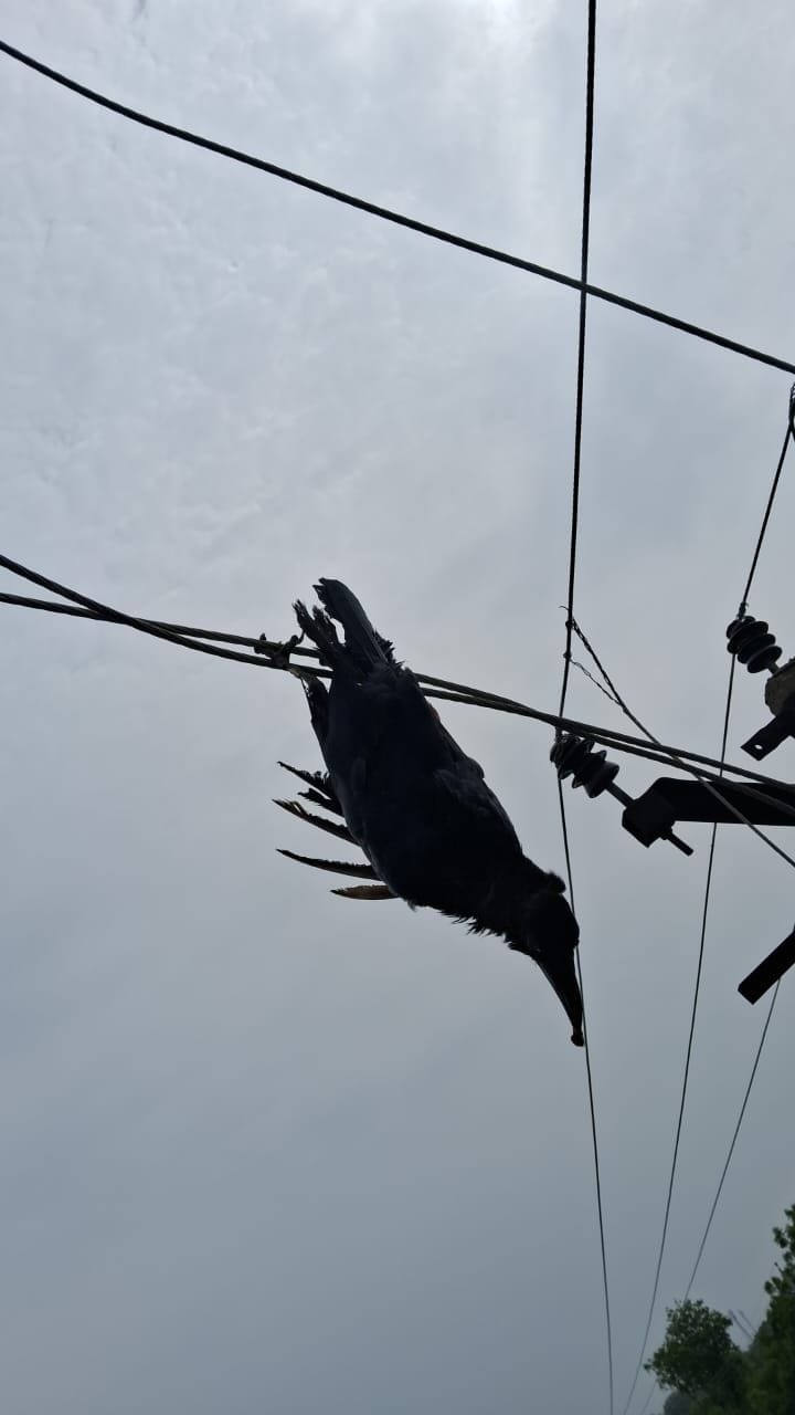 Power outage due to falling trees and cable fire