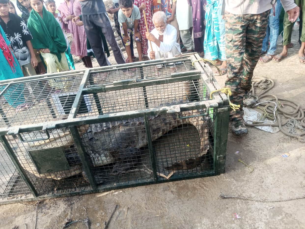 Panic ensues after a crocodile enters Maksudpur village.