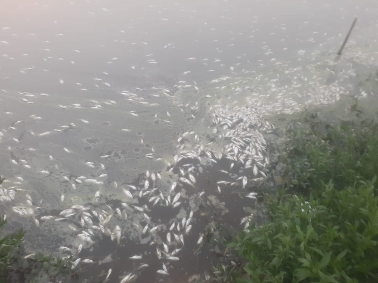 Allegation of discharging contaminated dairy water into a pond; fish died.