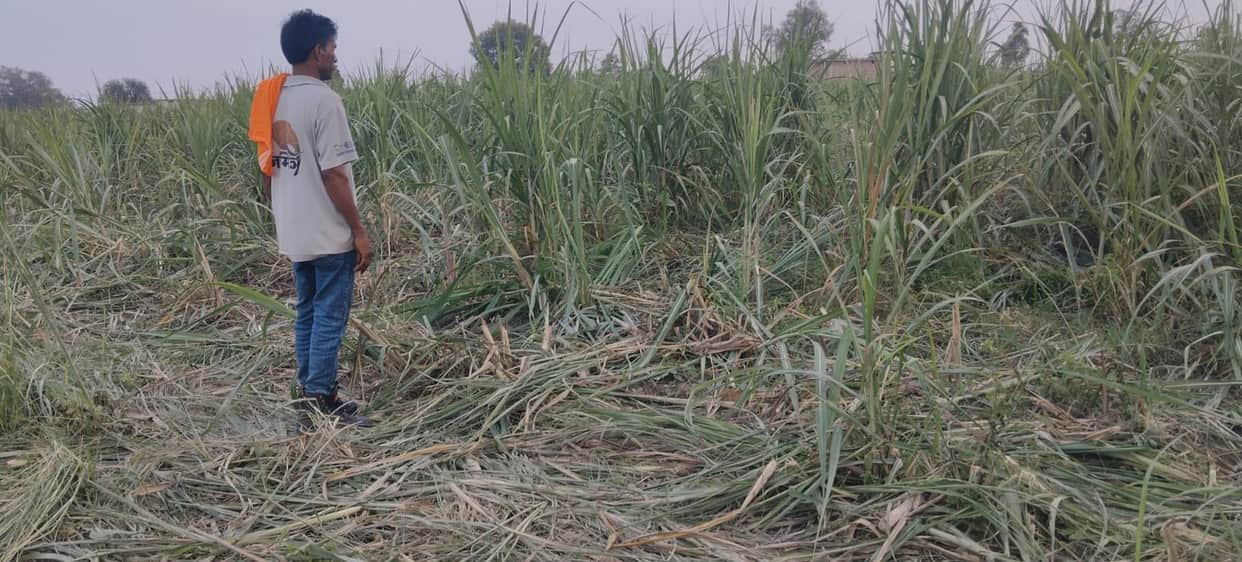 Wild elephants create havoc, trample crops.