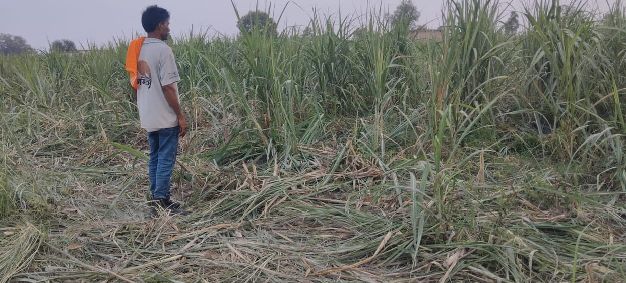 Wild elephants create havoc, trample crops.