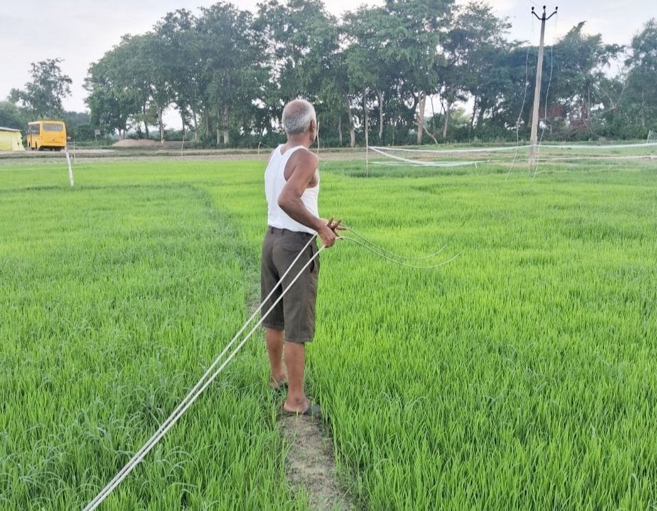 Fallen wire in the fields remains; danger persists during the rains.