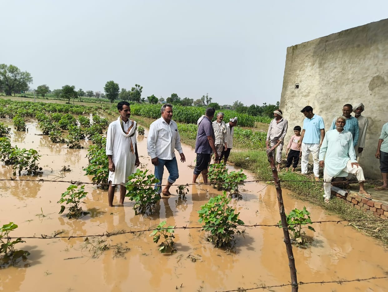 150 acres of crops submerged by rainwater in Jainabad; farmers suffer losses and demand a crop damage assessment.