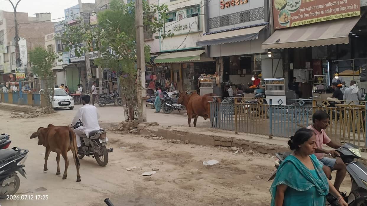 problem of animals on road