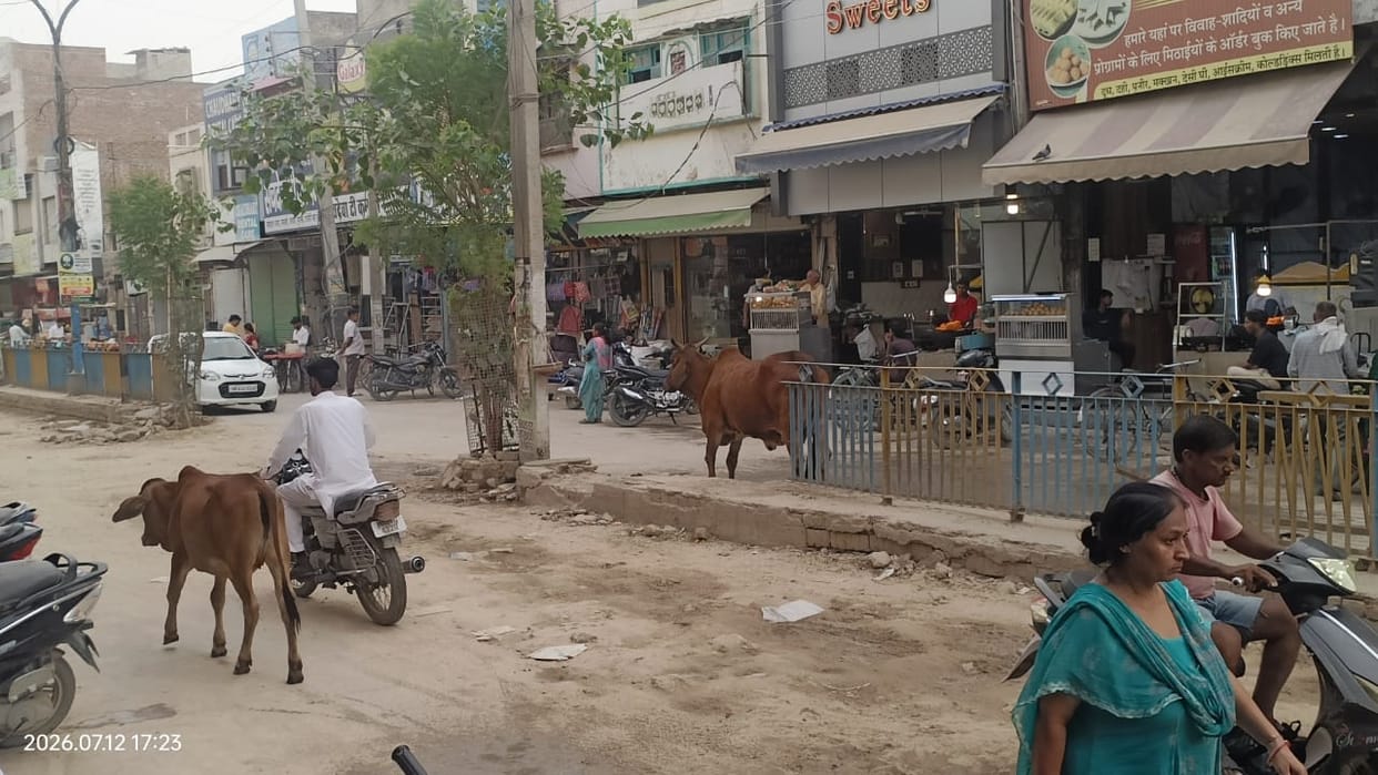 problem of animals on road