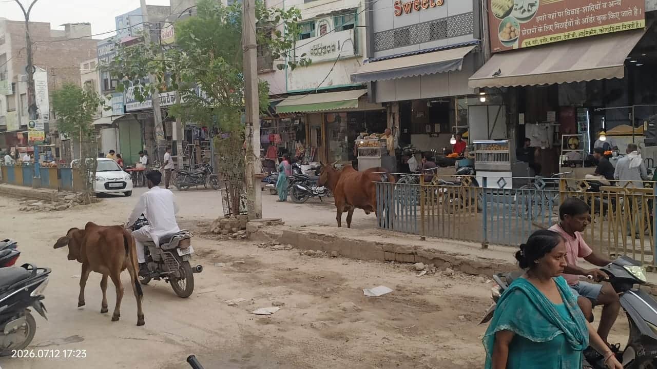 सिरसा। रोडी बाजार में घूमते बेसहारा पशु। संवाद