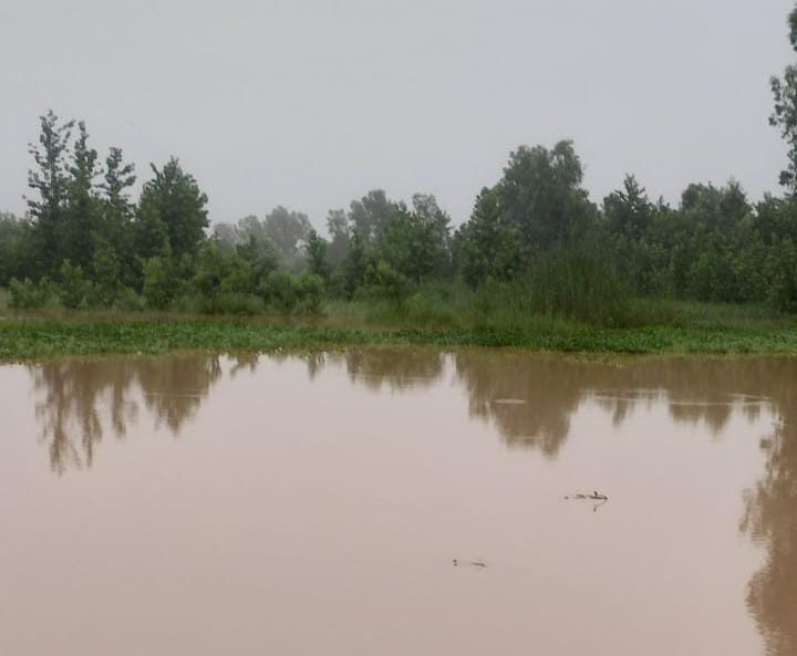 Thousands of hectares of crops submerged due to rising water level of Kho River